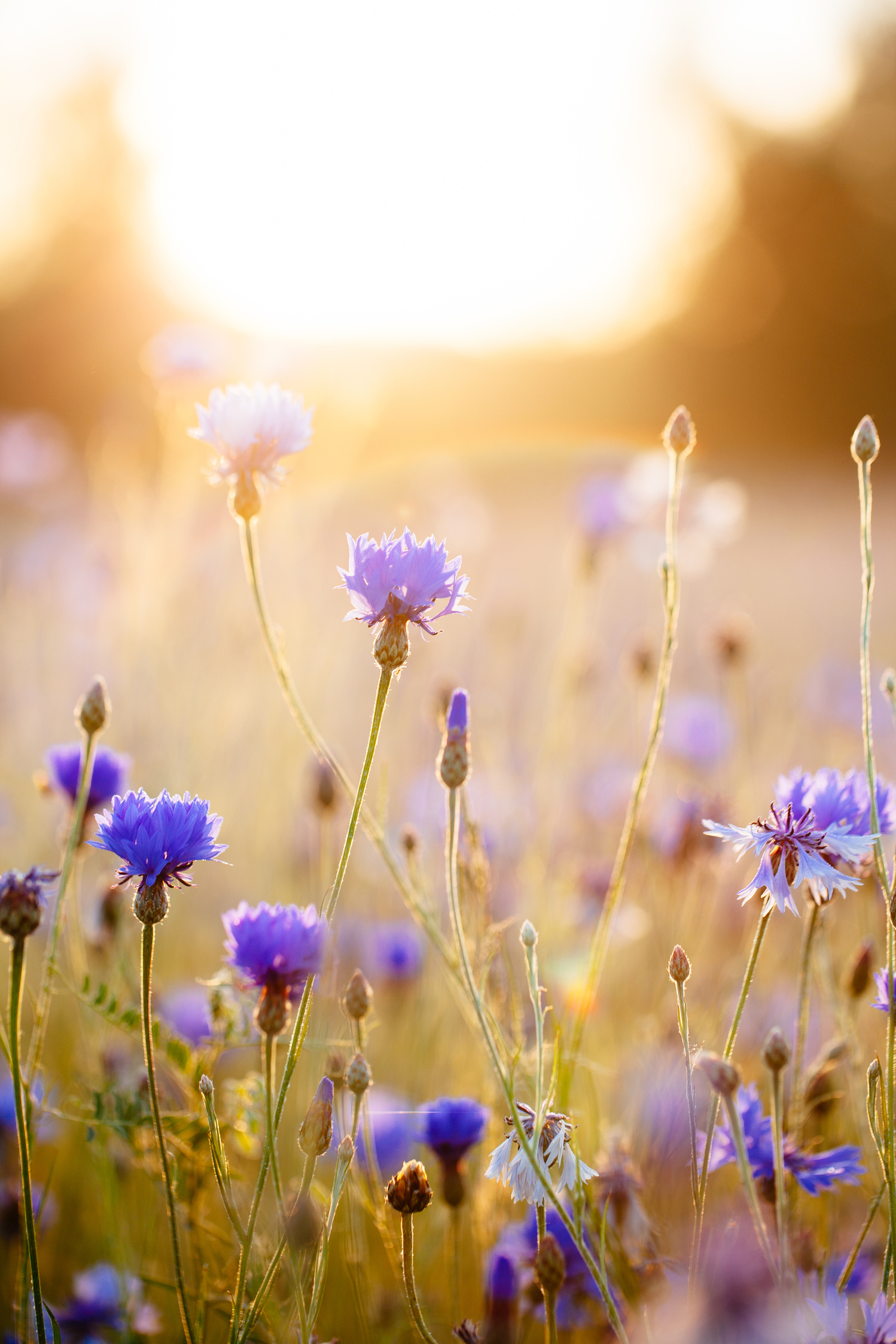 Cornflowers in Sunrise